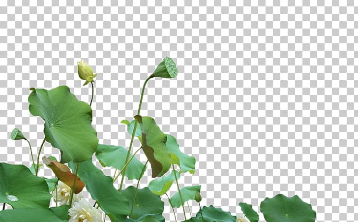 Nelumbo Nucifera Computer File PNG, Clipart, Branch, Chinese, Chinese Style, Encapsulated Postscript, Falun Gong Free PNG Download