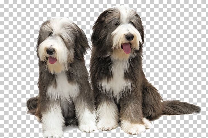 Puppy Rough Collie Labrador Retriever Dachshund Dog Breed PNG, Clipart, American Kennel Club, Animals, Boy, Carnivoran, Collie Free PNG Download