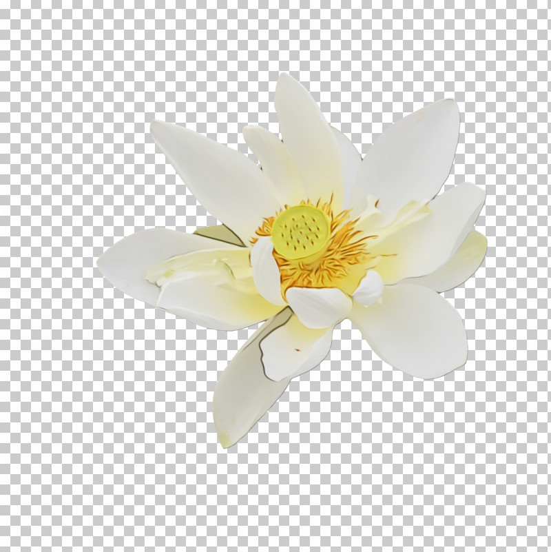 Flower Magnolia Family Petal Magnolia Plants PNG, Clipart, Biology, Flower, Magnolia, Magnolia Family, Paint Free PNG Download