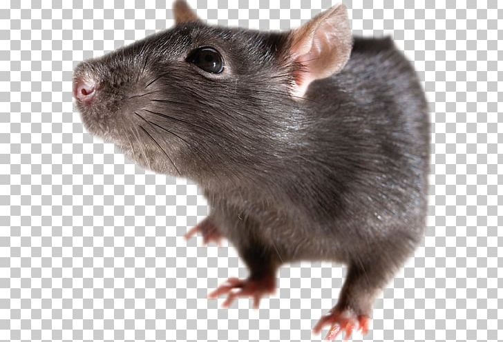 Brown Rat Mouse Rodent Black Rat PNG, Clipart, Animals, Black Rat, Brown Rat, Dormouse, Fauna Free PNG Download