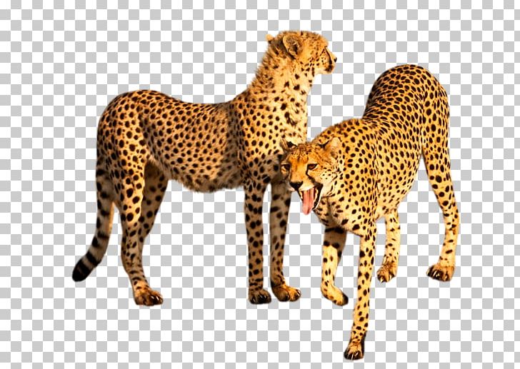 Cheetah Leopard Felidae Tiger Big Cat PNG, Clipart, Animal, Animal Figure, Animals, Animaux, Big Cat Free PNG Download
