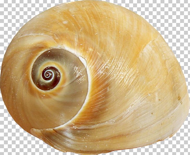 Sea Snail Seashell Lymnaeidae Brown PNG, Clipart, Blue, Brown, Clam, Clams Oysters Mussels And Scallops, Cockle Free PNG Download