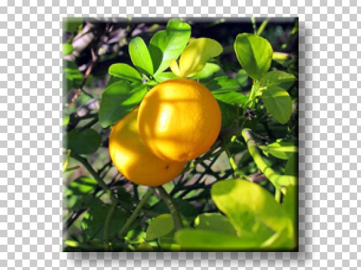 Trifoliate Orange Plant Chaenomeles Japonica Berberis Julianae Firethorn PNG, Clipart, Barberry, Berberis Julianae, Branch, Broadleaved Tree, Chaenomeles Japonica Free PNG Download