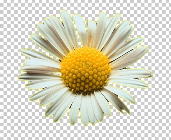 Common Daisy Oxeye Daisy Shasta Daisy PNG, Clipart, Argyranthemum Frutescens, Aster, Chamaemelum Nobile, Chamomile, Chrysanthemum Free PNG Download