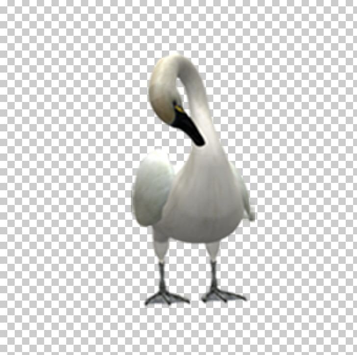 Cygnini Swan Goose Duck Bird PNG, Clipart, Animal, Animals, Beak, Bird, Canadian Goose Free PNG Download