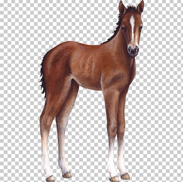Foal Horse Wall Decal Sticker PNG, Clipart, Animal Figure, Animals, Colt, Decal, Decorative Arts Free PNG Download