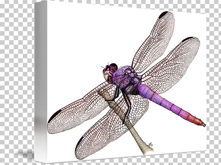 Roseate Skimmer Drawing Painting Western Meadowhawk PNG, Clipart, Art, Arthropod, Color, Dragonflies And Damseflies, Dragonfly Free PNG Download