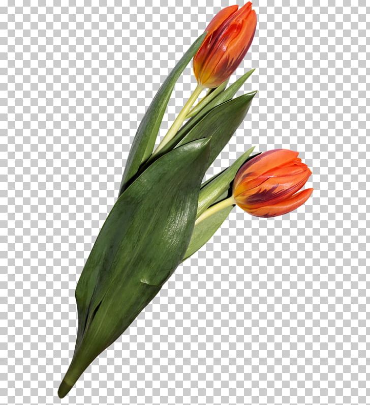 Tulip Mania Flower Lilies Plants PNG, Clipart, Bud, Cut Flowers, Flower, Flowering Plant, Flowers Free PNG Download