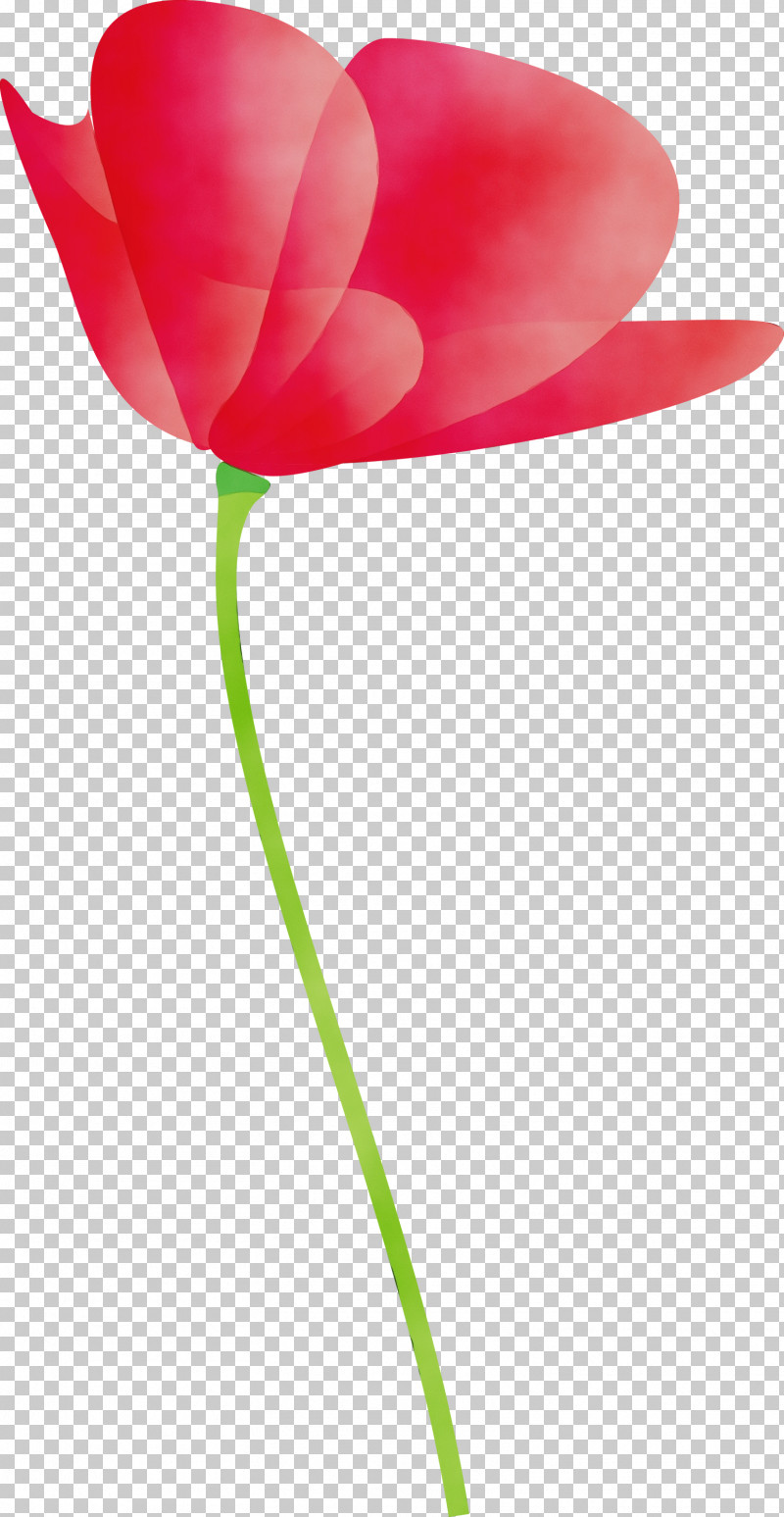 Tulip Red Petal Flower Pink PNG, Clipart, Anthurium, Coquelicot, Cut Flowers, Flower, Lily Family Free PNG Download