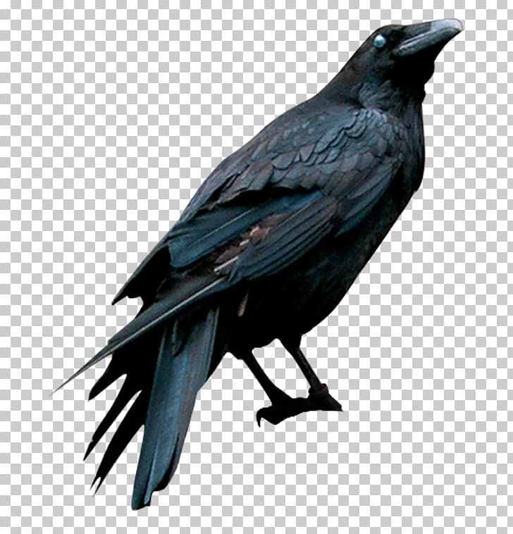 American Crow Drawing Eating Crow (feat. Grewsum) PNG, Clipart, Art, Beak, Bird, Black And White, Black Crow Free PNG Download