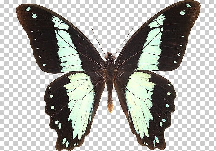 Butterfly Animal Papilio Troilus Photography Species PNG, Clipart, Animal, Arthropod, Binary Image, Brush Footed Butterfly, Color Free PNG Download
