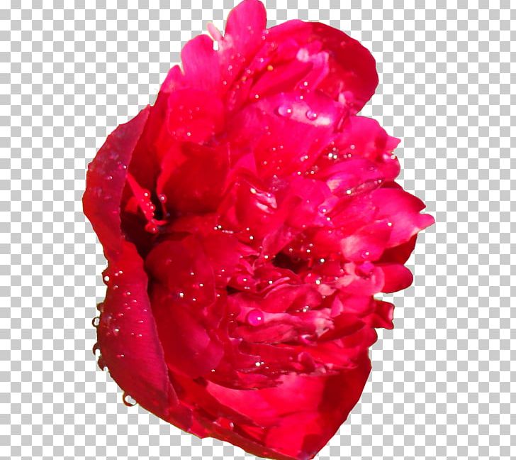 Garden Roses Peony Email Blog PNG, Clipart, Advertising, Autumn Flowers, Carnation, Centifolia Roses, Color Free PNG Download