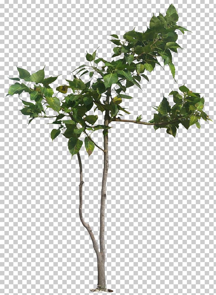Populus Nigra Tree Banyan Ficus Religiosa Plant PNG, Clipart, Banyan, Barringtonia Asiatica, Branch, Cottonwood, Deciduous Free PNG Download