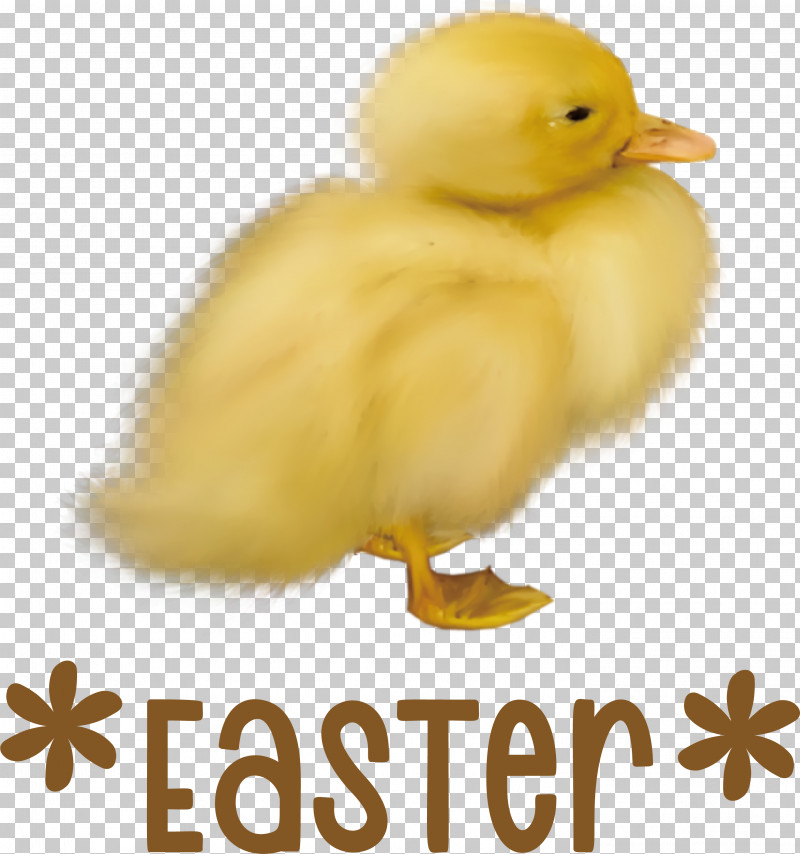 Easter Chicken Ducklings Easter Day Happy Easter PNG, Clipart, Beak, Biology, Birds, Duck, Easter Day Free PNG Download