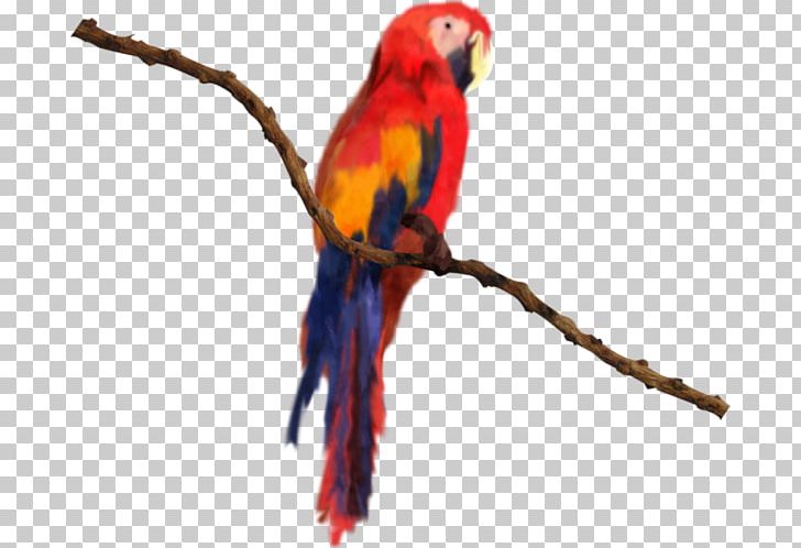Bird Macaw Parakeet Lories And Lorikeets PNG, Clipart, Animals, Beak, Bird, Bird Flight, Bonne Journee Free PNG Download