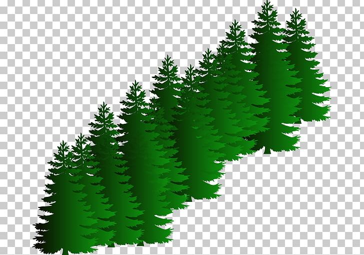 Evergreen Tree Pine PNG, Clipart, Artificial Christmas Tree, Biome, Branch, Christmas Tree, Clip Art Free PNG Download