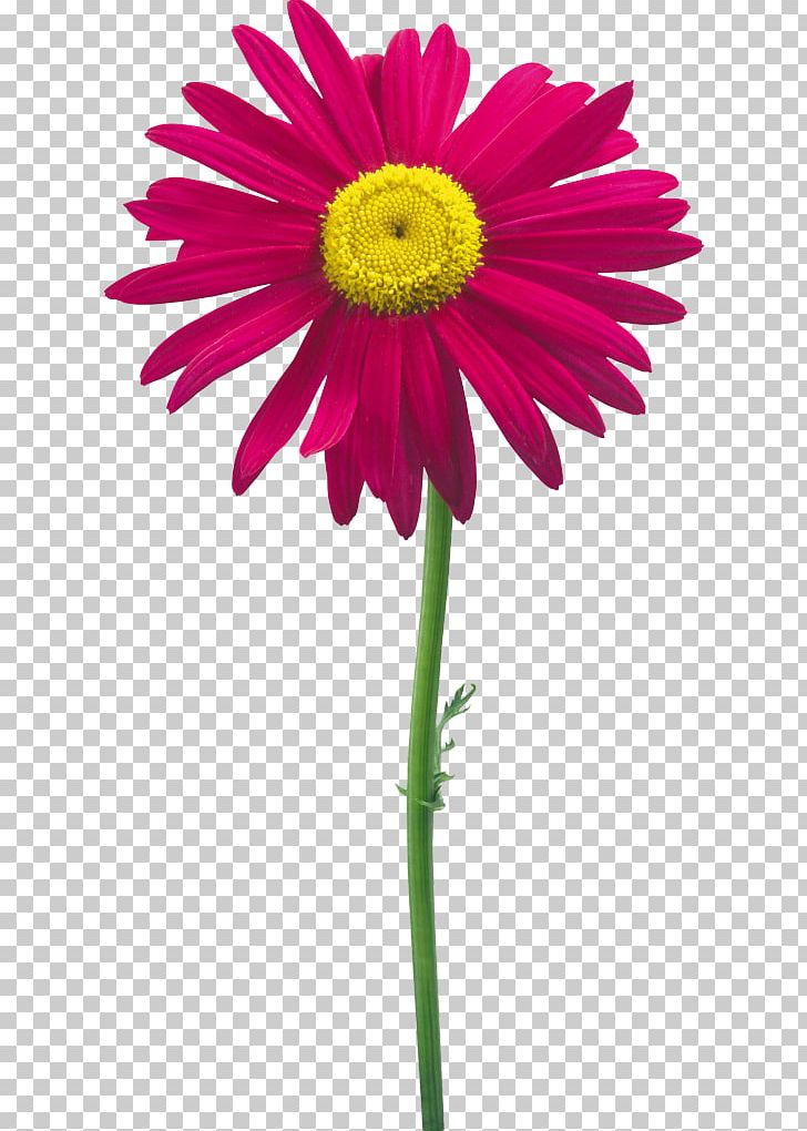 Flower PNG, Clipart, Annual Plant, Art, Aster, Cut Flowers, Daisy Free PNG Download