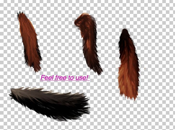 Fur PNG, Clipart, Feather, Fur, Others, Tail, Wing Free PNG Download