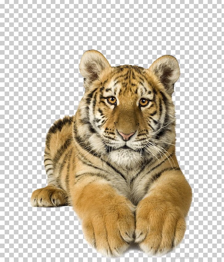 Lion Bengal Tiger Felidae Animaatio White Tiger PNG, Clipart, Animaatio, Animal, Animals, Animated, Bengal Tiger Free PNG Download