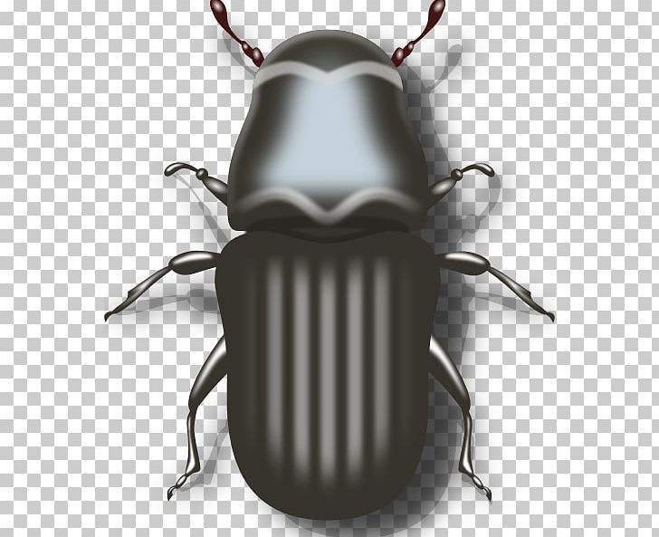 Mountain Pine Beetle Ladybird Beetle PNG, Clipart, Arthropod, Beetle, Clip Art, Computer Icons, Drawing Free PNG Download