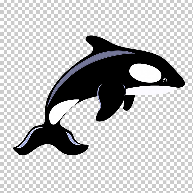 Dolphin Killer Whale Cetaceans Porpoises Whales PNG, Clipart, Beak, Black M, Bottlenose Dolphin, Cetaceans, Dolphin Free PNG Download