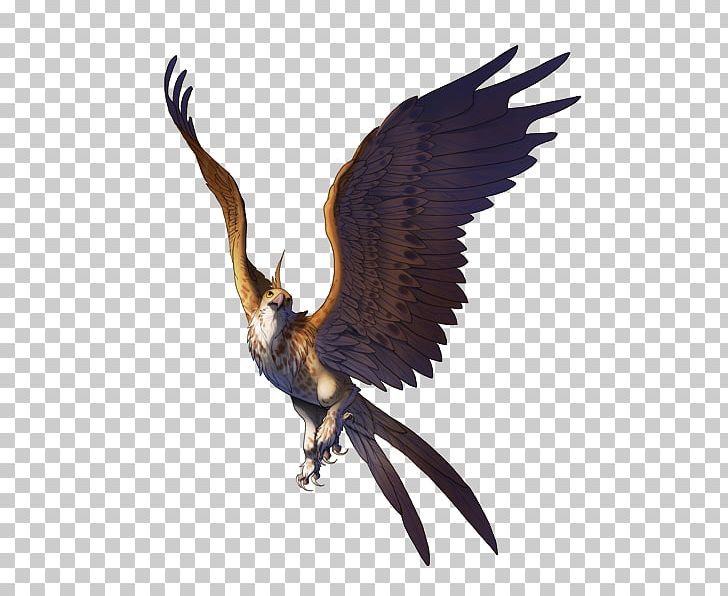 Bird Of Prey Falcon Bald Eagle PNG, Clipart, Accipitriformes, Animal, Animals, Bald Eagle, Beak Free PNG Download