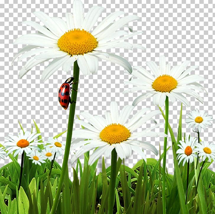 Chrysanthemum Indicum Oxeye Daisy PNG, Clipart, Chamaemelum Nobile, Chrysanthemum, Computer, Computer Wallpaper, Daisy Free PNG Download