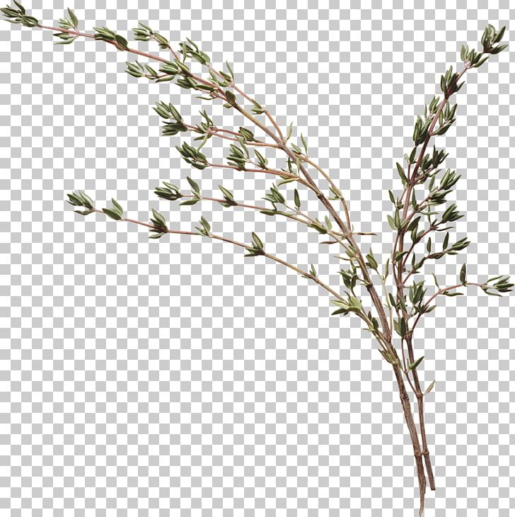 Thyme Organic Food Wat Herb Vegetable PNG, Clipart, Branch, Chives, Condiment, Flowering Plant, Food Free PNG Download