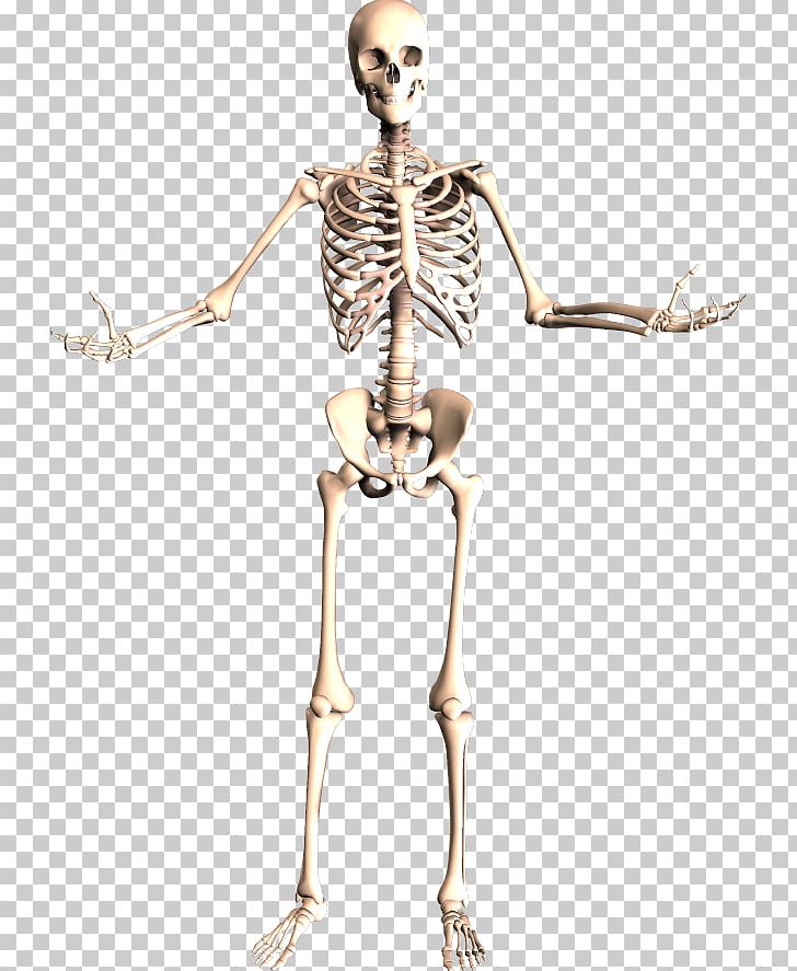 The Skeletal System Human Skeleton Human Body Anatomy PNG, Clipart, Anatomy, Bone, Fantasy, Foot, Homo Sapiens Free PNG Download