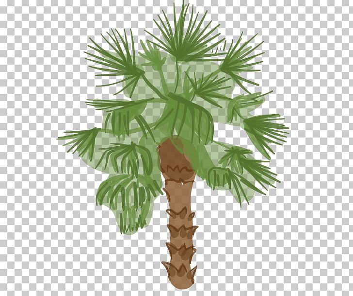 Arecaceae Los Angeles Tree Woody Plant PNG, Clipart, Arecaceae, Arecales, Areca Palm, Asian Palmyra Palm, Borassus Free PNG Download