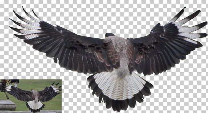 Vulture Bald Eagle PNG, Clipart, Accipitriformes, Bald Eagle, Beak, Bird, Bird Of Prey Free PNG Download