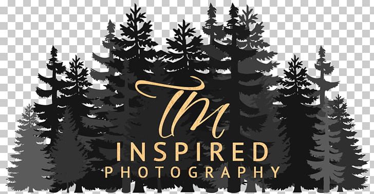 Wedding Photography Christmas Tree Photographer PNG, Clipart, Brand, Christmas, Christmas Decoration, Christmas Ornament, Christmas Tree Free PNG Download