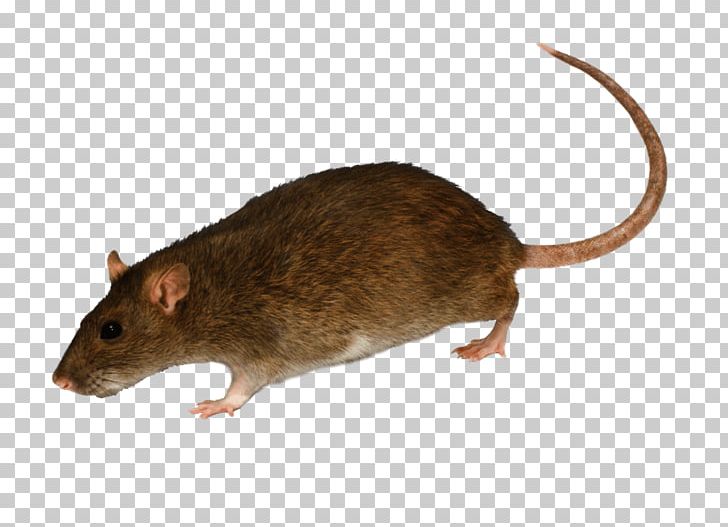 Brown Rat White House Black Rat Mouse Rodent PNG, Clipart, Animal, Animals, Biodiversidad, Dormouse, Exterminator Free PNG Download