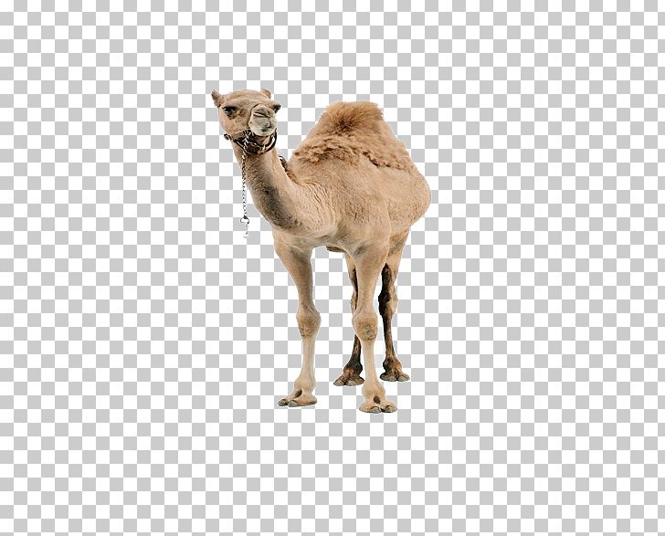 Dromedary Llama Christmas PNG, Clipart, Animals, Arabian Camel, Camel, Camel Cartoon, Camel Like Mammal Free PNG Download