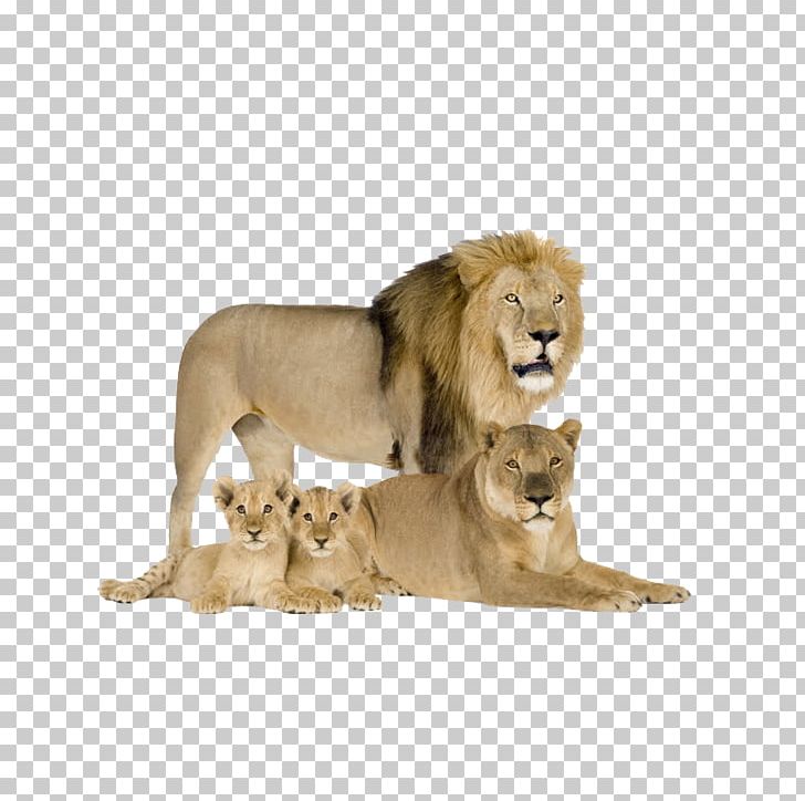 Felidae Cat Cougar Asiatic Lion Siberian Tiger PNG, Clipart, Animal, Animals, Big Cat, Big Cats, Biological Free PNG Download