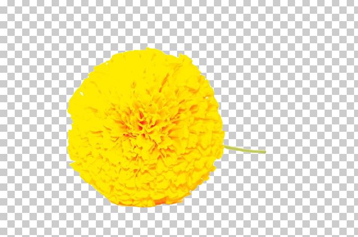 Petal Yellow PNG, Clipart, Flower, Flowers, Marigold, Nature, Orange Free PNG Download