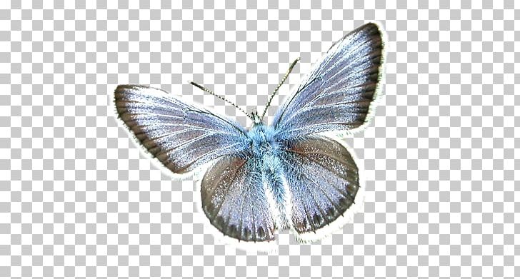Butterflies And Moths Pelican Photography Yandex Search PNG, Clipart, Butterflies And Moths, Butterfly, Diamonds, Hit Single, Lycaenid Free PNG Download