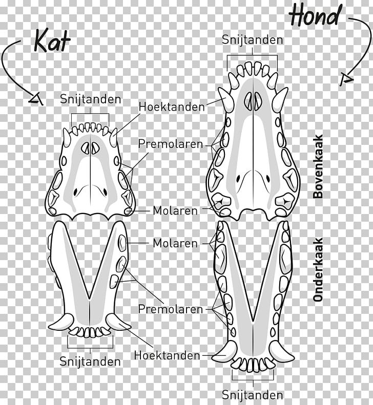 Finger Homo Sapiens Drawing Sketch PNG, Clipart, Angle, Arm, Art, Artwork, Black And White Free PNG Download