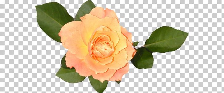 Garden Roses Floribunda Cabbage Rose China Rose Rose Hip PNG, Clipart, Beach Rose, Camellia, China Rose, Color, Cut Flowers Free PNG Download