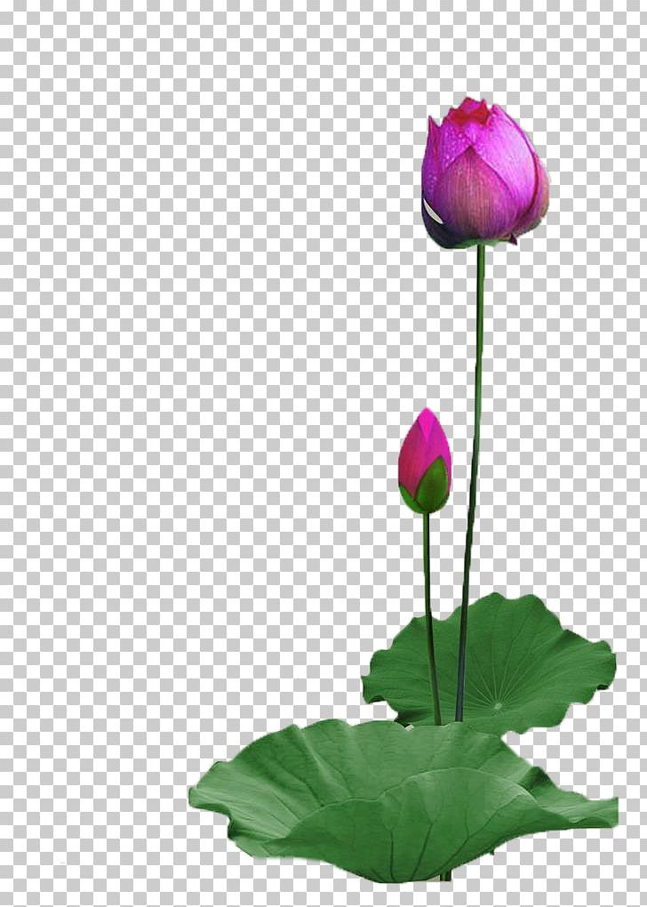 Nelumbo Nucifera PNG, Clipart, Bud, Chinese Border, Chinese Lantern, Chinese New Year, Chinese Style Free PNG Download