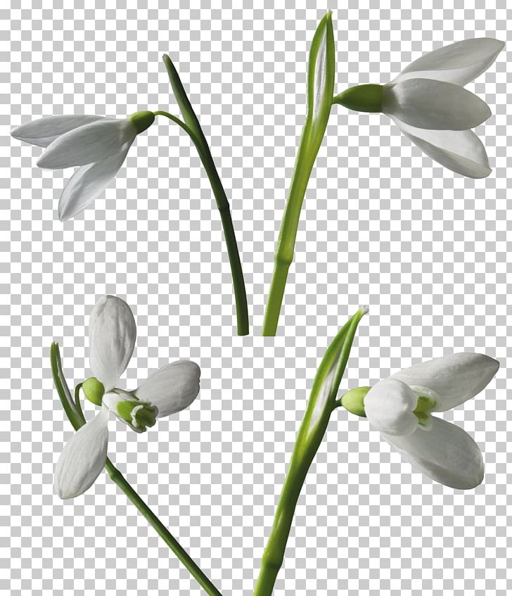 Snowdrop Leucojum PNG, Clipart, Black And White, Flora, Flower, Flowering Plant, Galanthus Free PNG Download