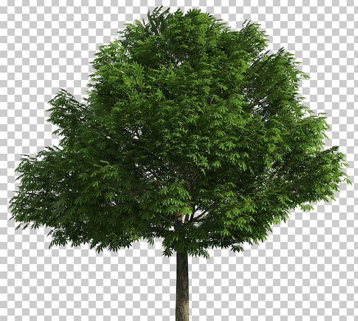 Australian Native Trees Drawing PNG, Clipart, Art, Australian, Australian Native Trees, Branch, Clip Art Free PNG Download