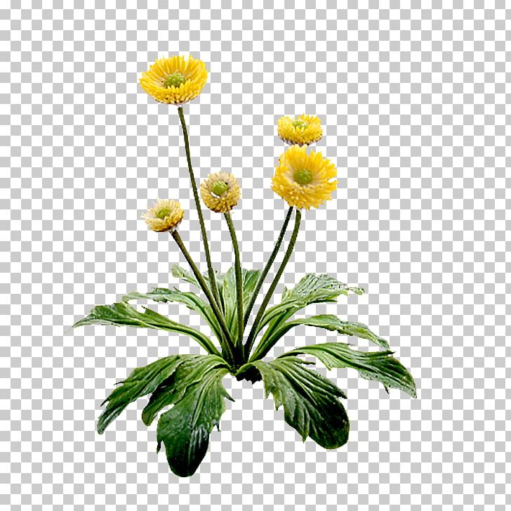 Flower Yellow Floral Design PNG, Clipart, Annual Plant, Aster, Chamaemelum Nobile, Chrysanthemum, Chrysanths Free PNG Download