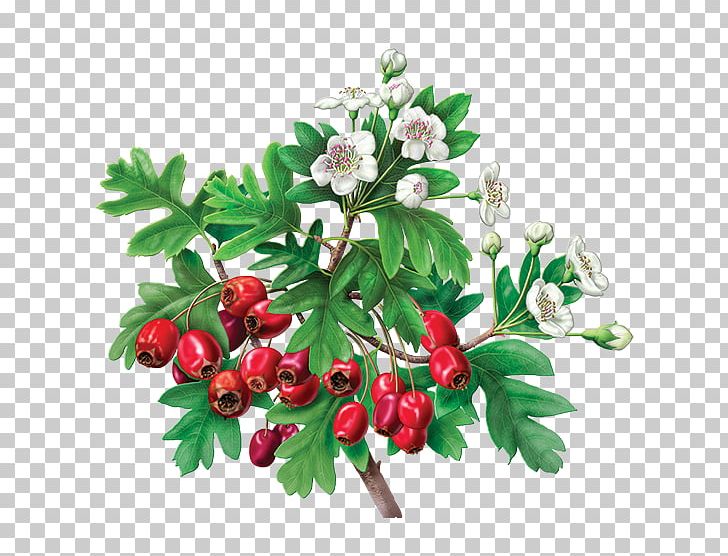 Hibiscus Tea Organic Food Flowering Tea Green Tea PNG, Clipart, Berry, Branch, Caffeine, Cherry, Flowering Plant Free PNG Download