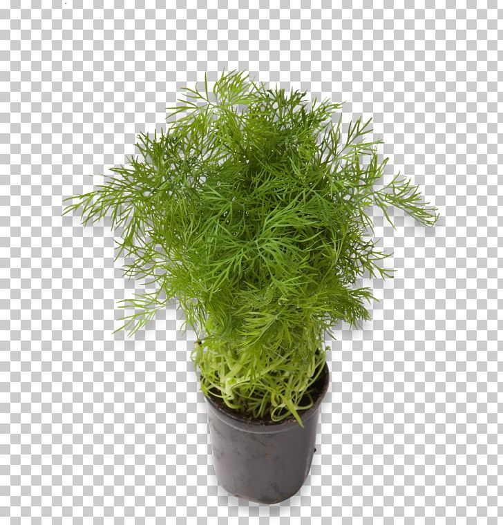 Meny Herb Dill Fennel Plant PNG, Clipart, Blade, Dill, Evergreen, Fennel, Flowerpot Free PNG Download