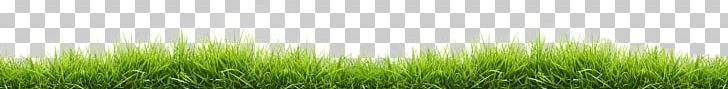 Small Line Of Grass PNG, Clipart, Grass, Nature Free PNG Download