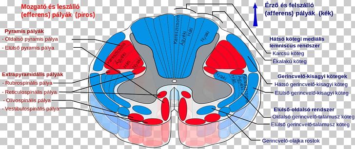 Spinal Cord Spinothalamic Tract Pyramidal Tracts Spinocerebellar Tract Decussation PNG, Clipart, Anatomy, Area, Central Nervous System, Cerebral Cortex, Decussation Free PNG Download