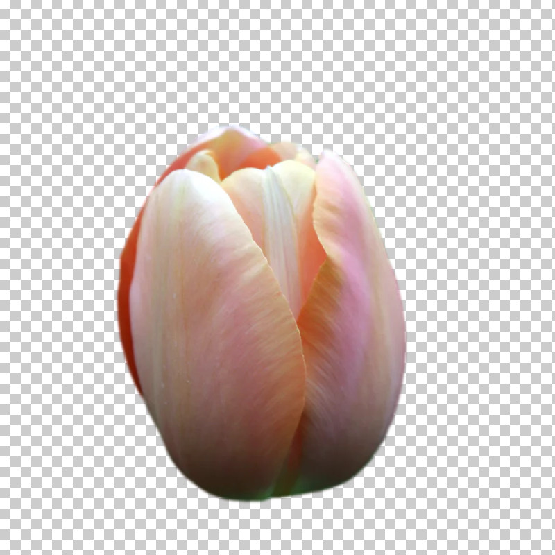Tulip Lilies Petal Bud Close-up PNG, Clipart, Biology, Bud, Closeup, Flower, Lilies Free PNG Download