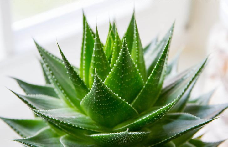 Aloe Vera Succulent Plant Sunburn Skin PNG, Clipart, Aloe, Aloe Vera, Asphodelaceae, Burn, Cactus Free PNG Download