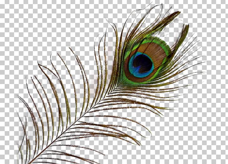 Bird Feather PNG, Clipart, Animals, Asiatic Peafowl, Beak, Bird, Closeup Free PNG Download